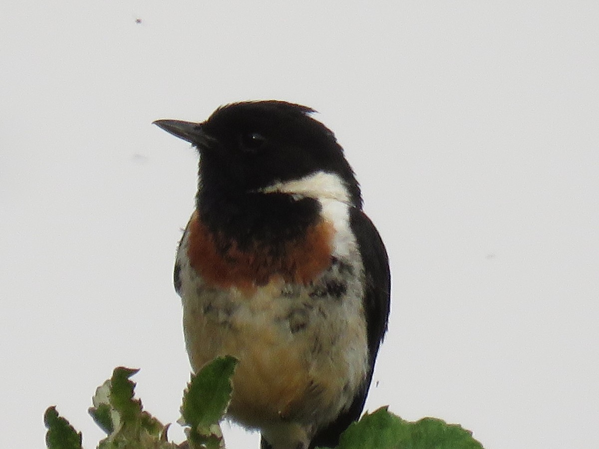 African Stonechat - ML643151912