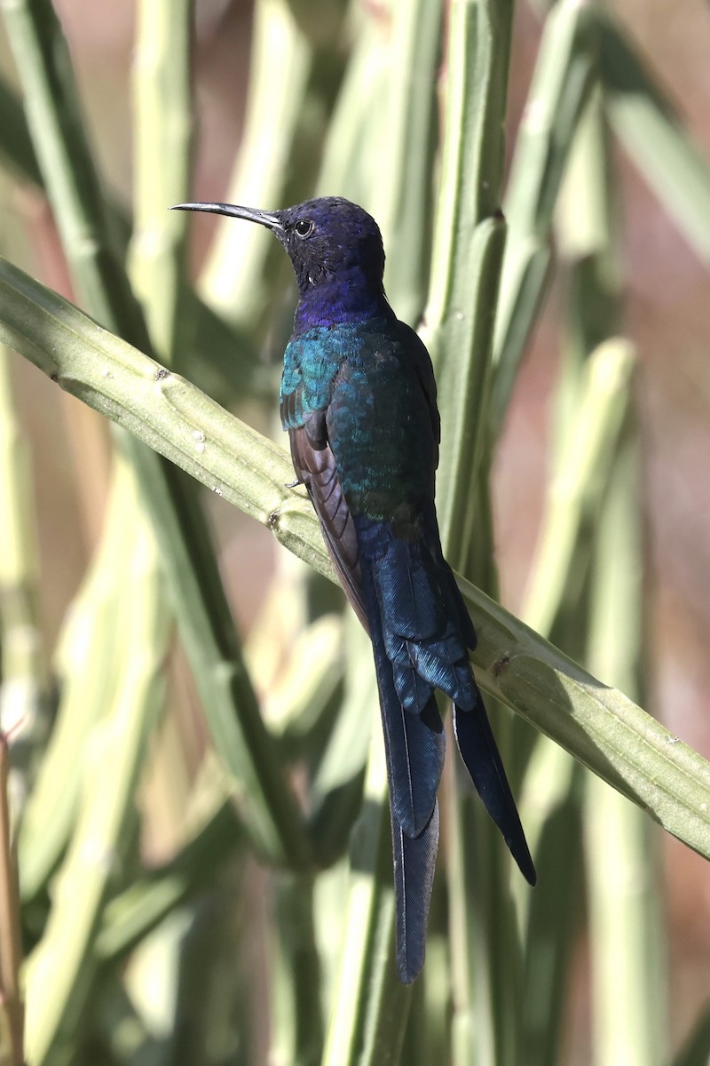 Swallow-tailed Hummingbird - ML643151919