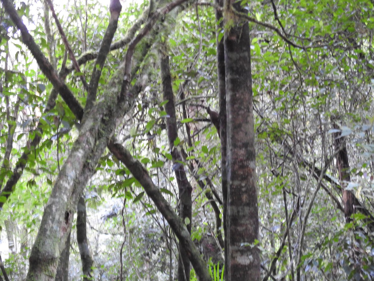 White-throated Woodcreeper - ML643151920