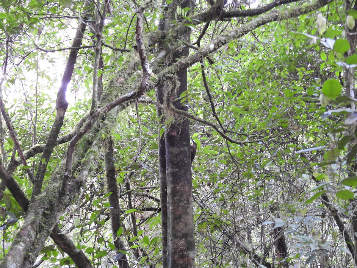 White-throated Woodcreeper - ML643151921
