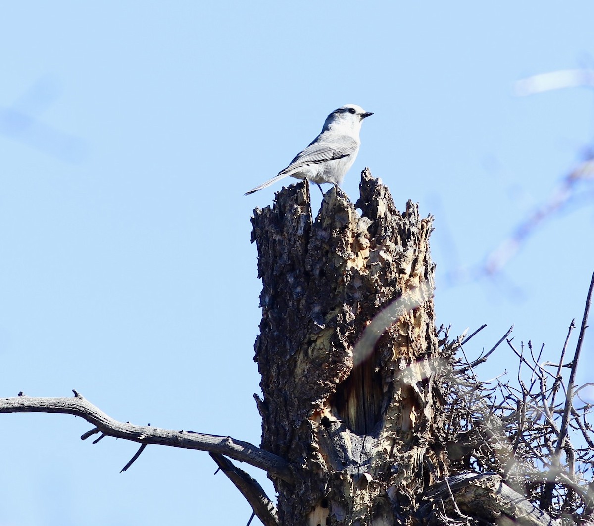 Canada Jay - ML643151937