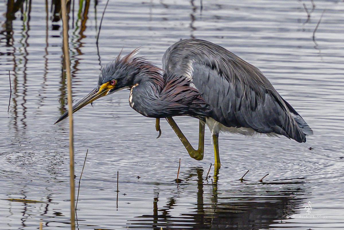 Tricolored Heron - ML643151943