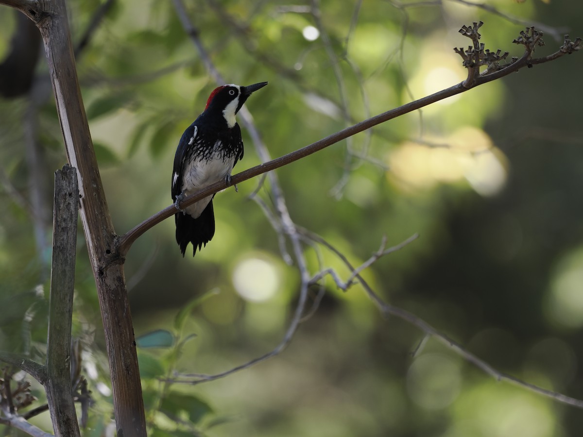 Acorn Woodpecker - ML643151948