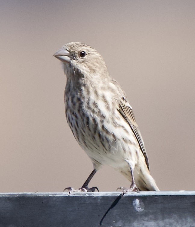 House Finch - ML643151963
