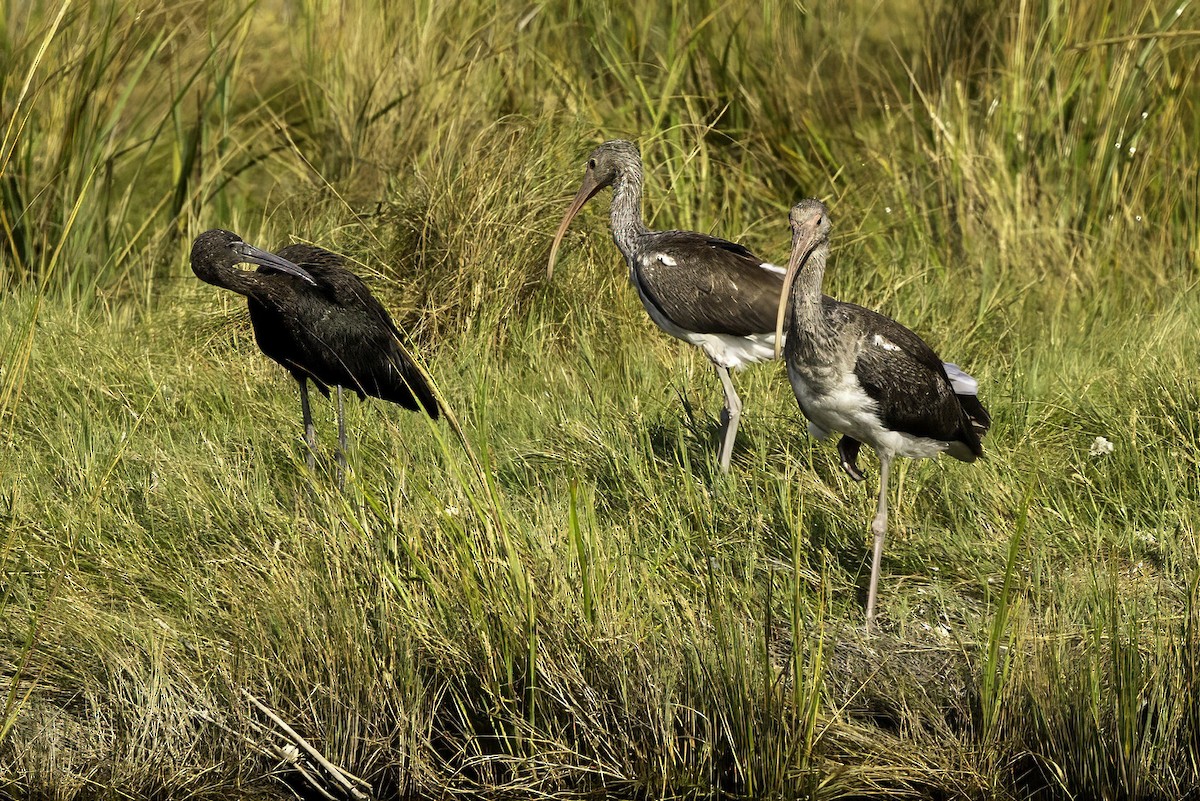 White Ibis - ML643151964