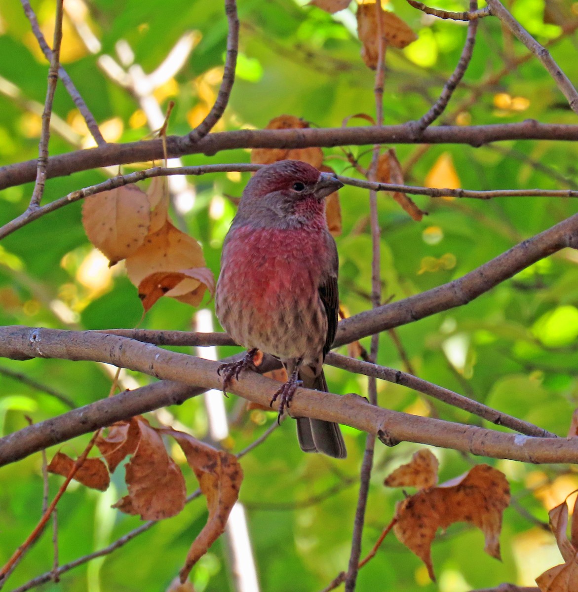 House Finch - ML643151965
