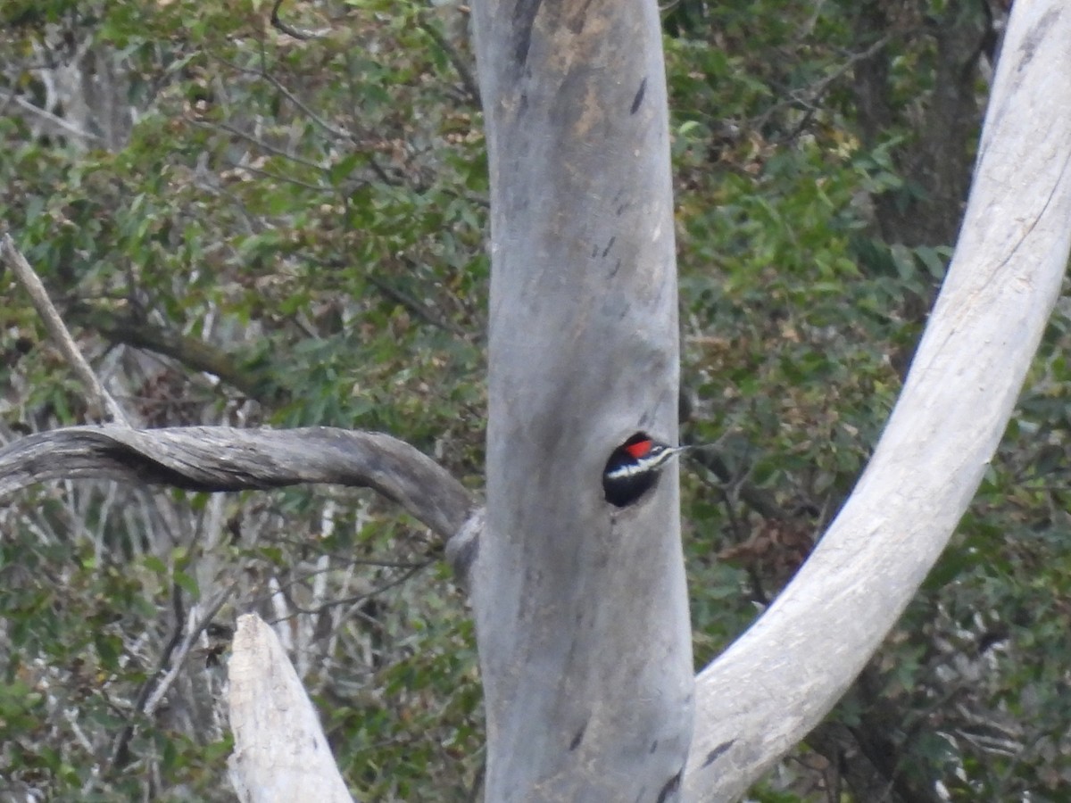 Pileated Woodpecker - ML643151966