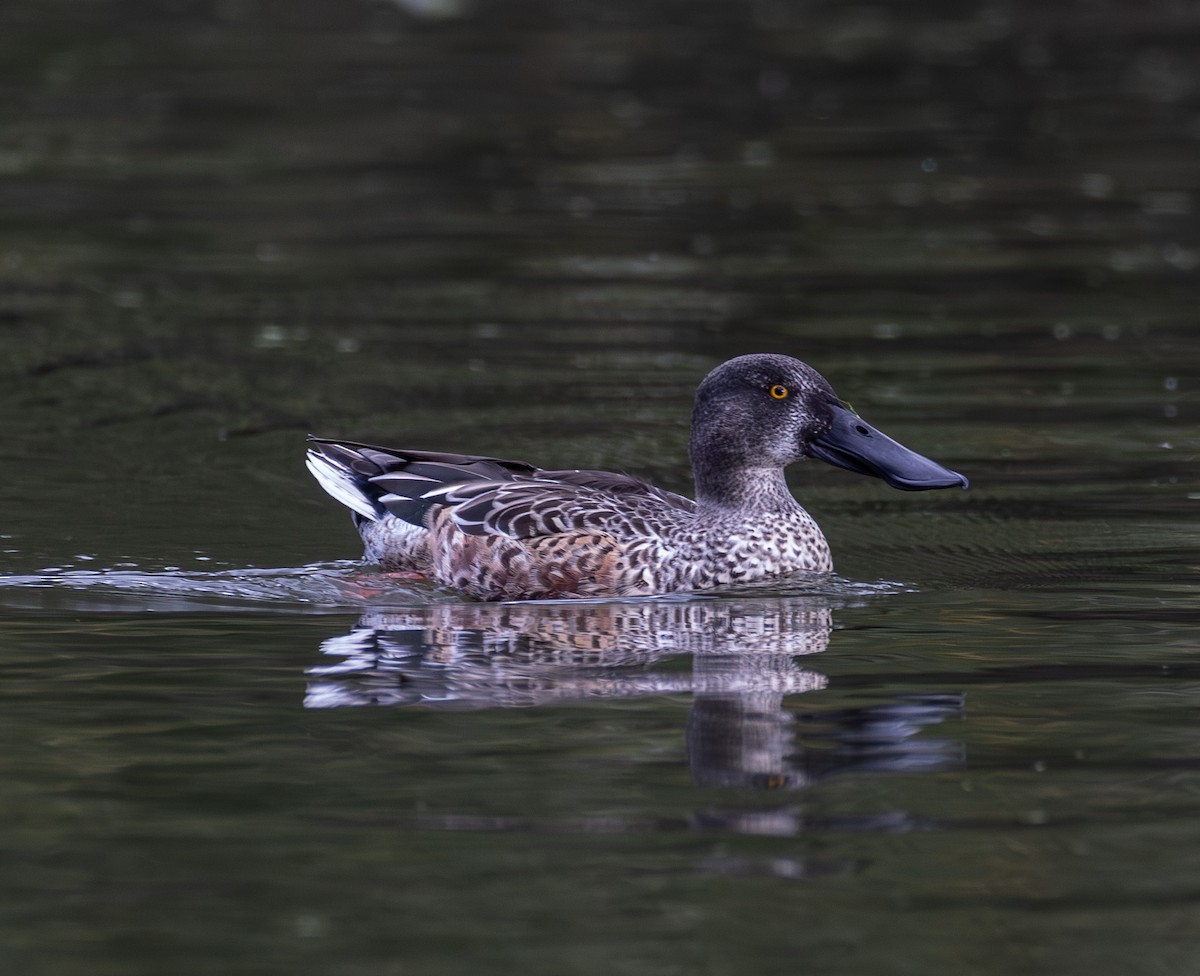 Northern Shoveler - ML643151967