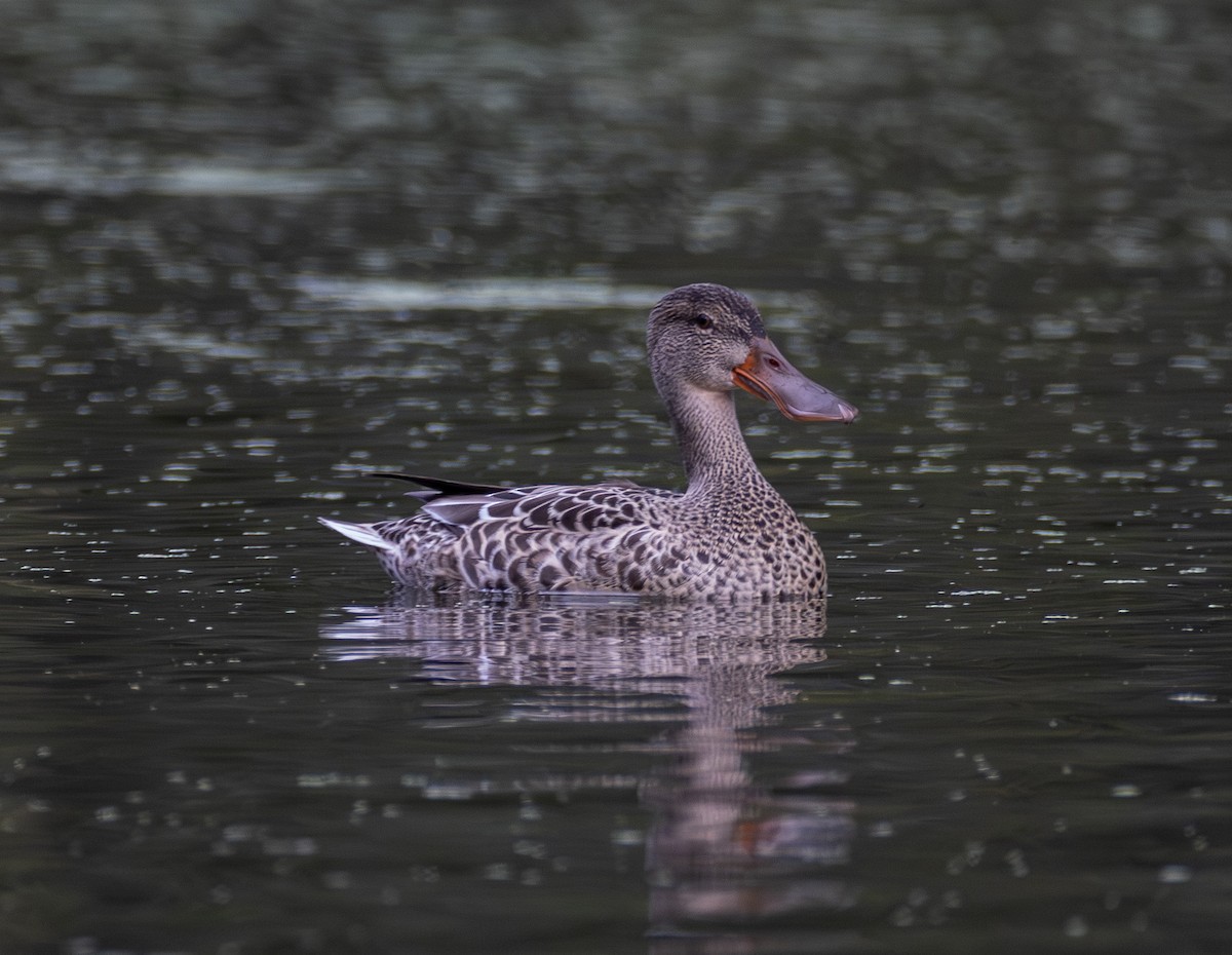 Northern Shoveler - ML643151968
