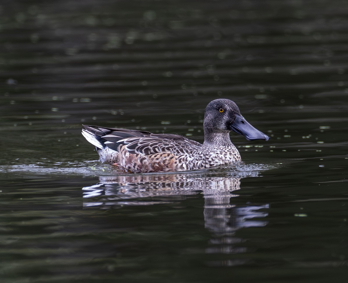 Northern Shoveler - ML643151969