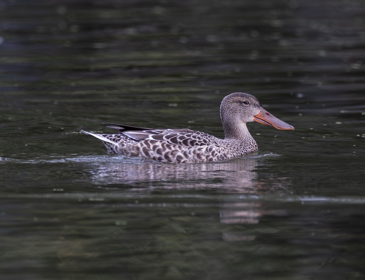Northern Shoveler - ML643151970