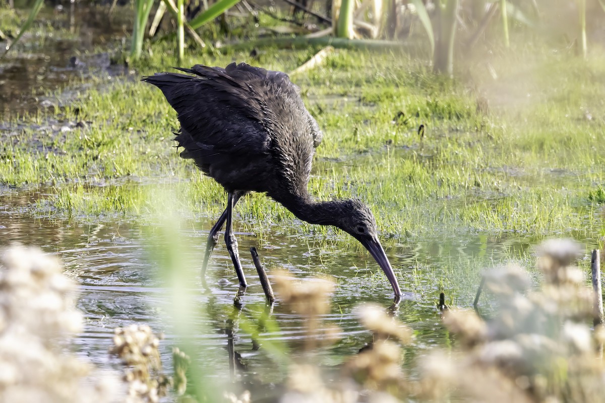 Glossy Ibis - ML643151971