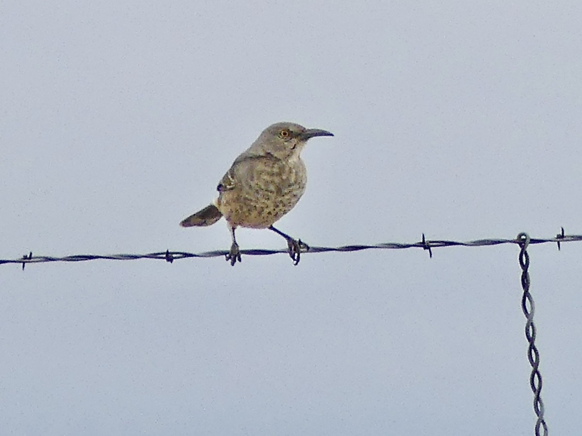 Curve-billed Thrasher - ML643151973