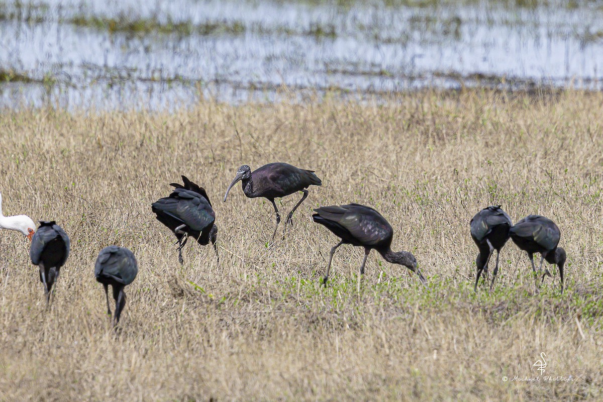 Glossy Ibis - ML643151975