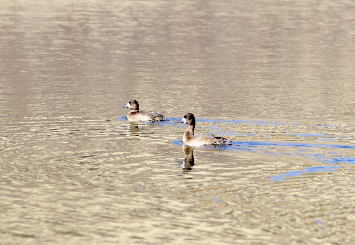 Lesser Scaup - ML643151977