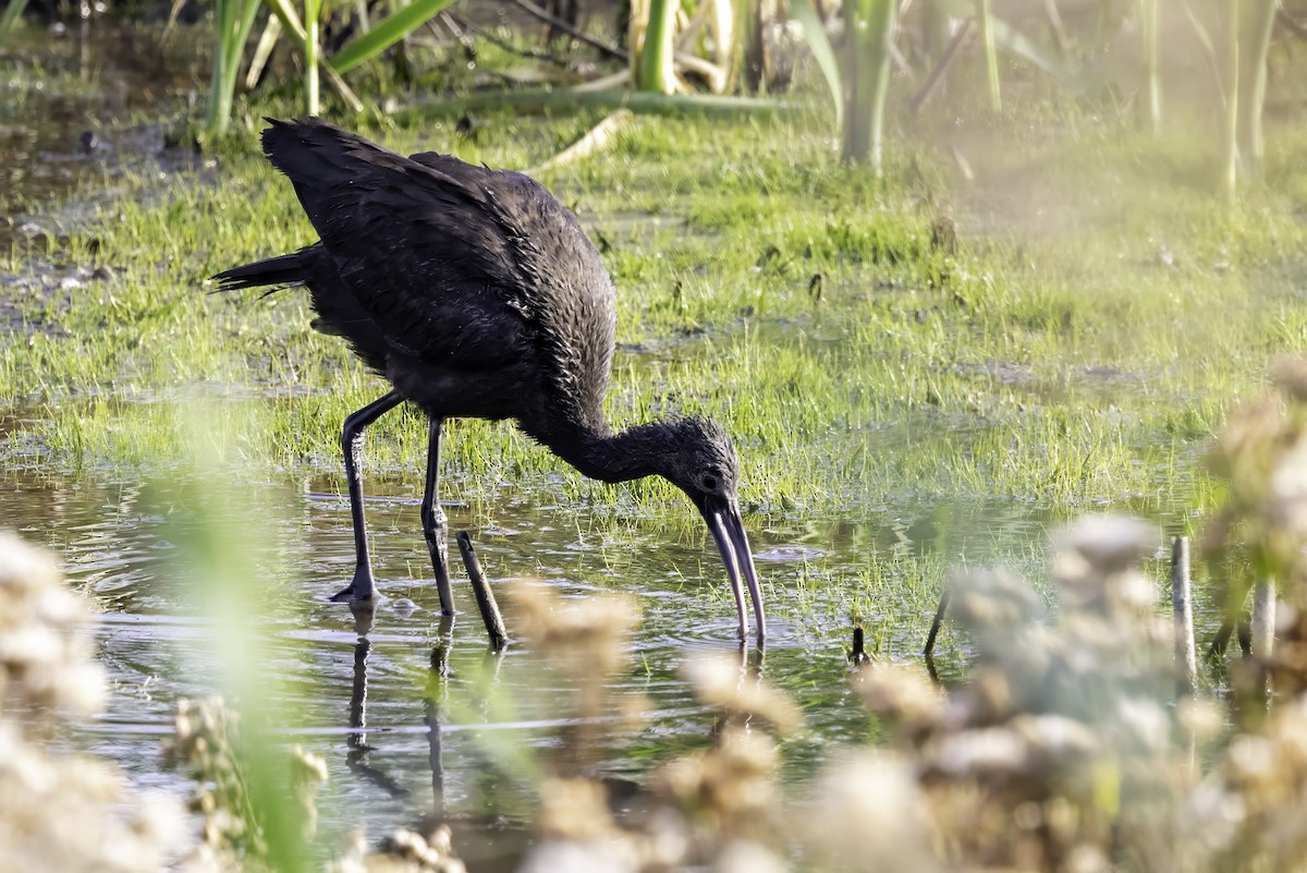 Glossy Ibis - ML643151978