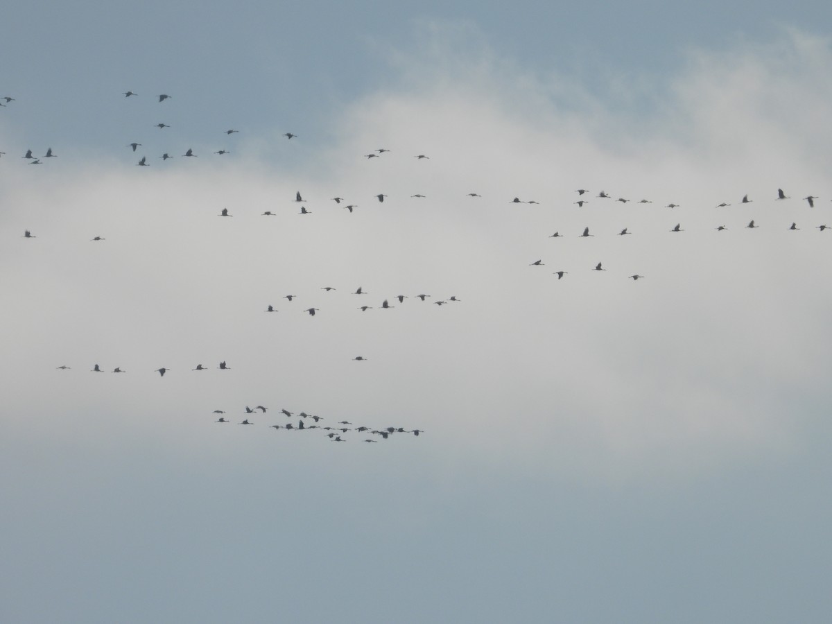 Sandhill Crane - ML643151980