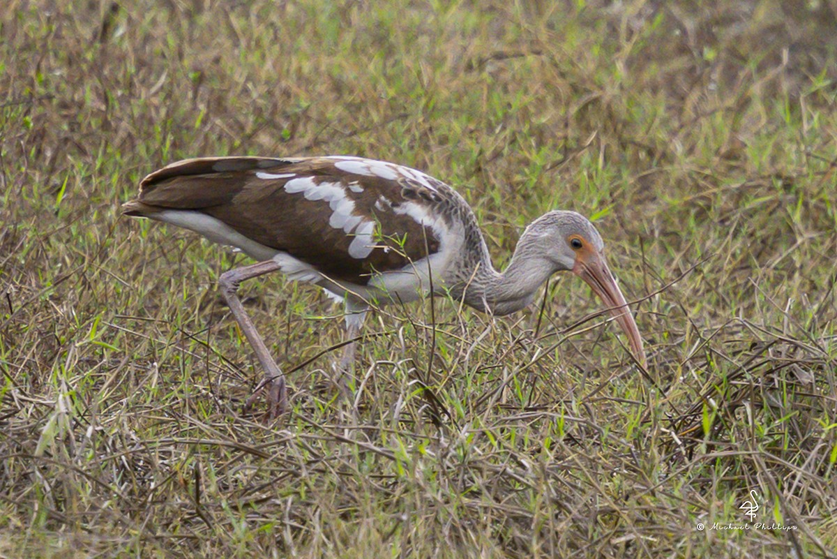 White Ibis - ML643151981