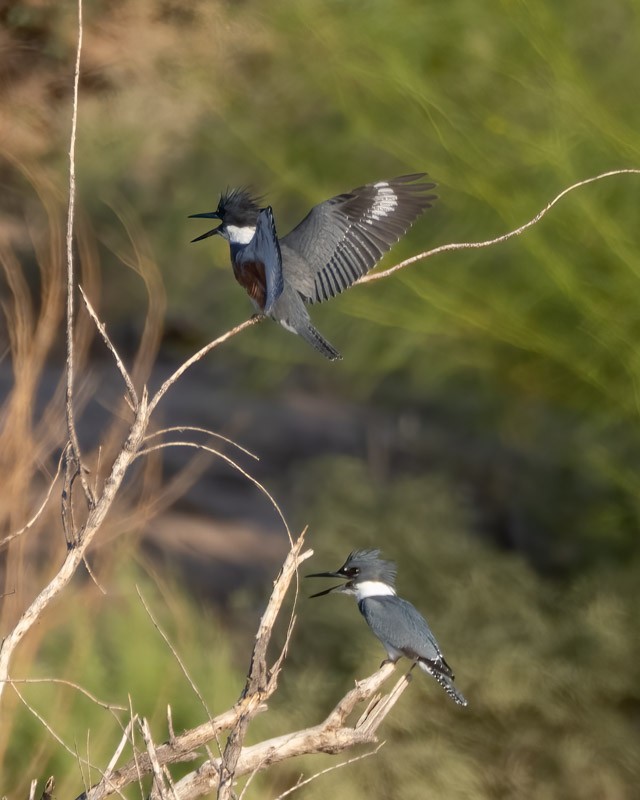 Belted Kingfisher - ML643151984