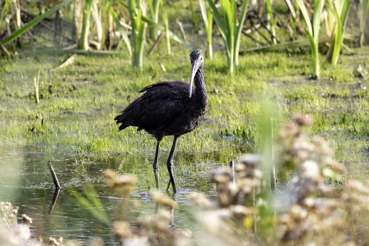 Glossy Ibis - ML643151985