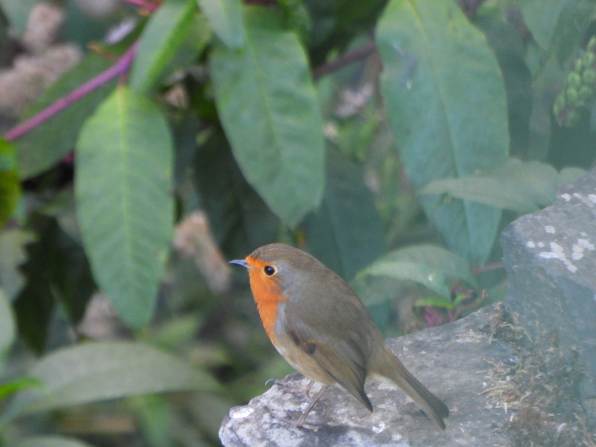 European Robin - ML643151987