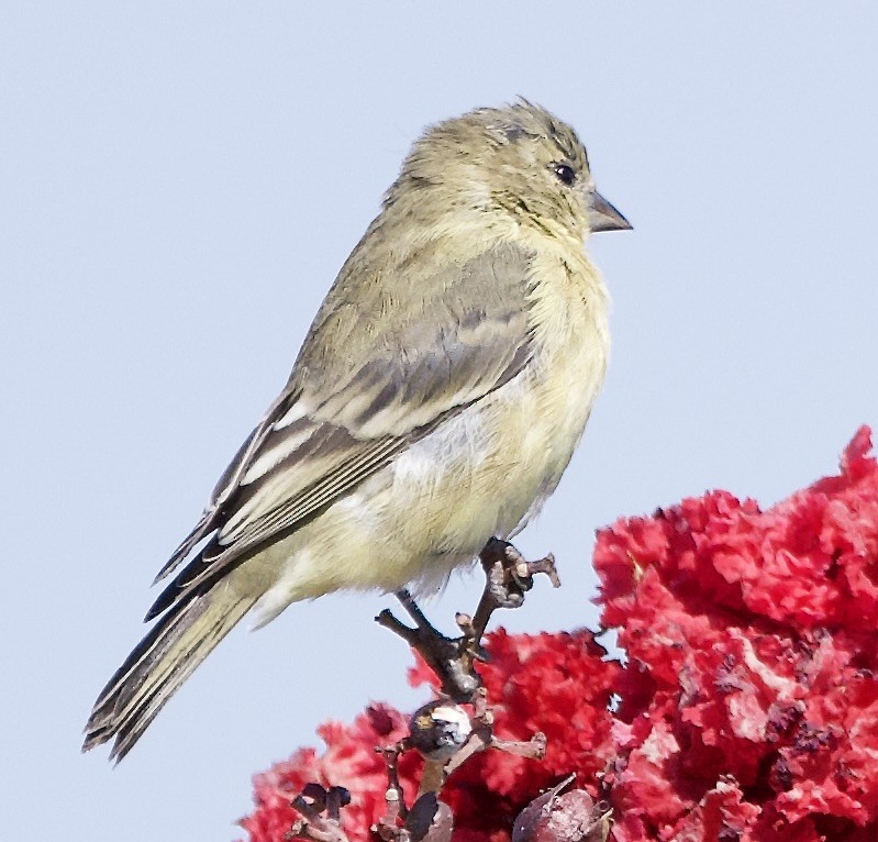 Lesser Goldfinch - ML643151988
