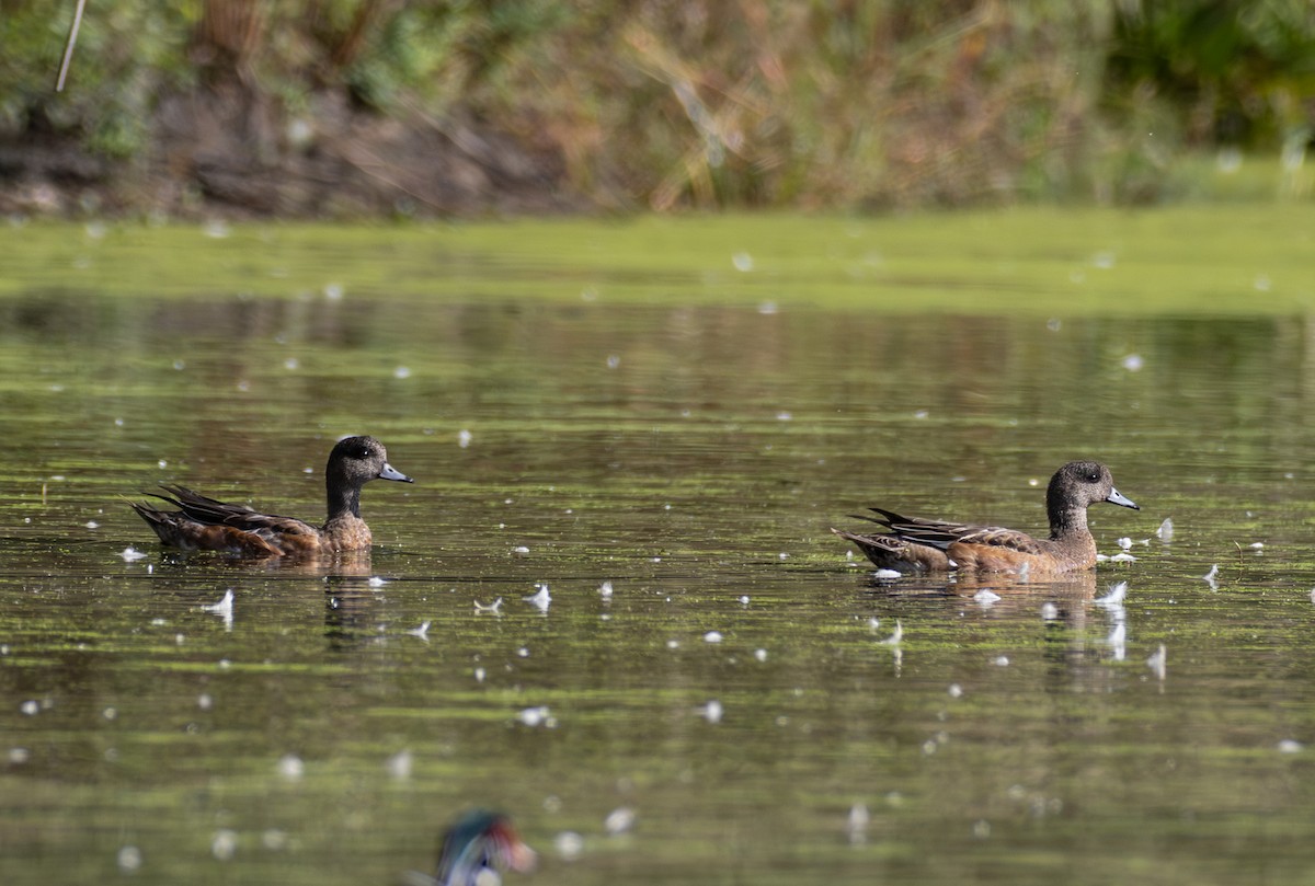 American Wigeon - ML643151989