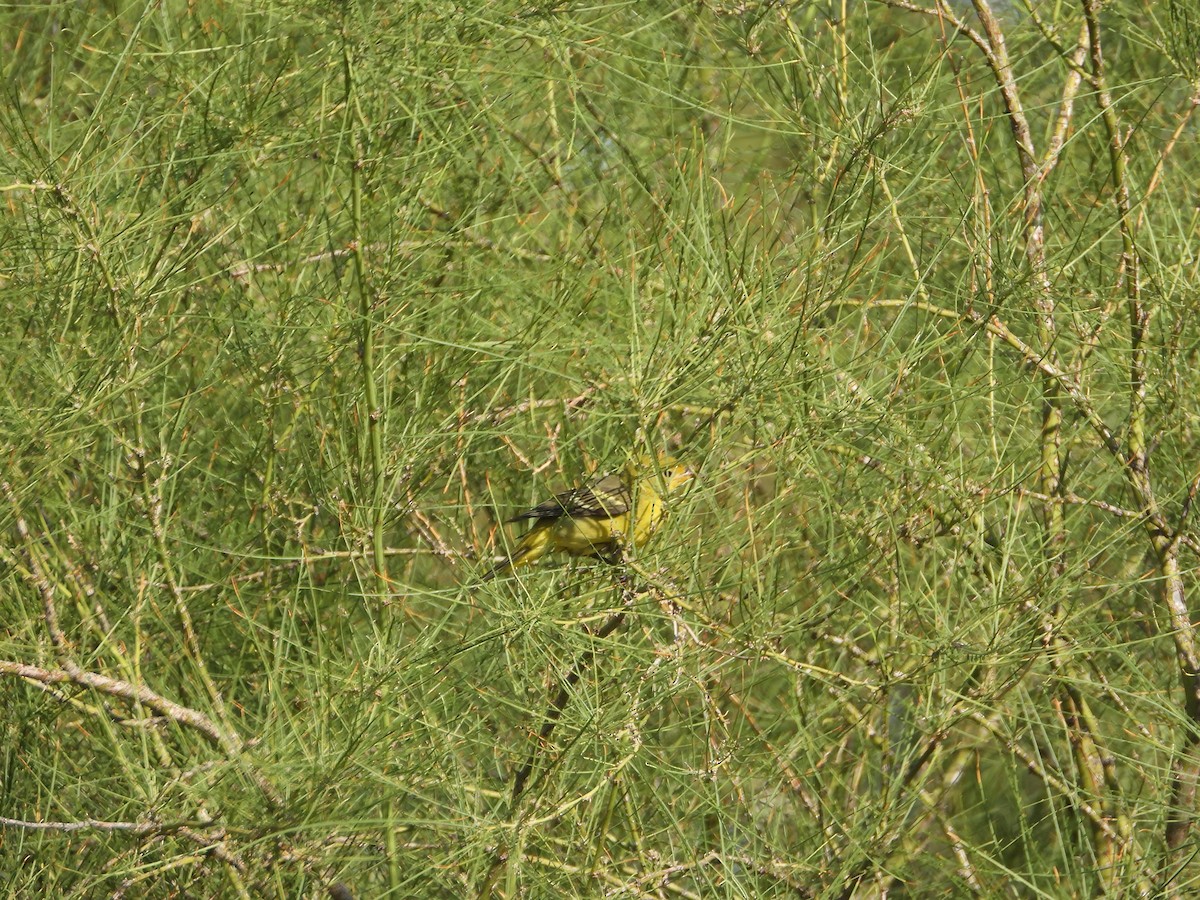 Western Tanager - ML643151990