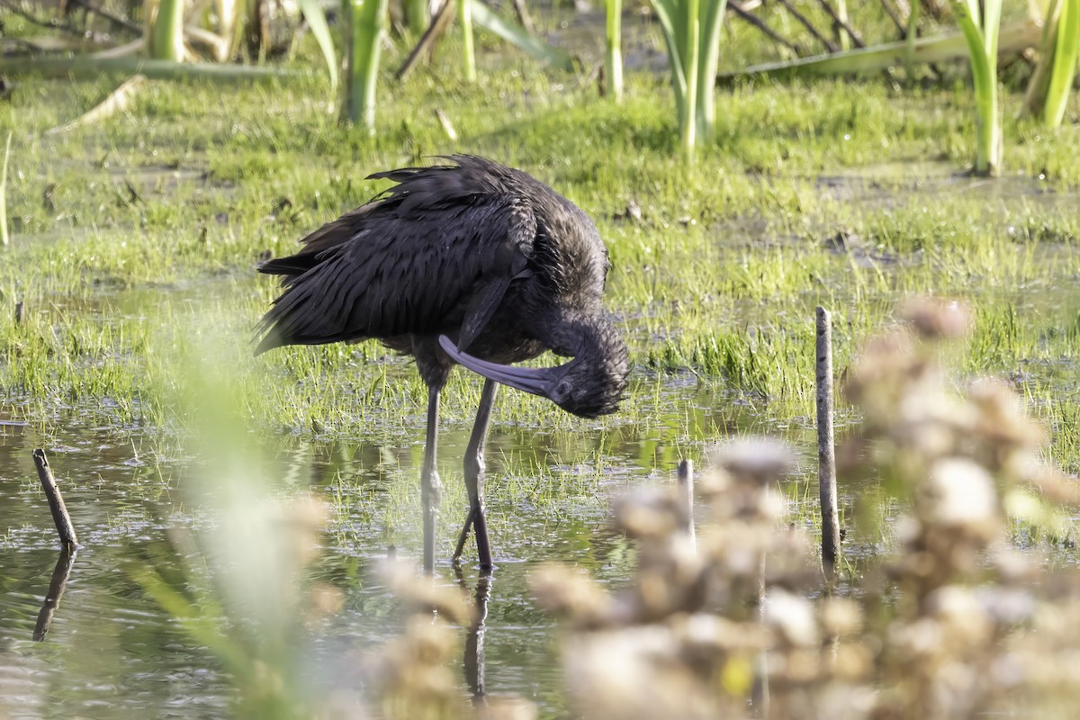 Glossy Ibis - ML643151991