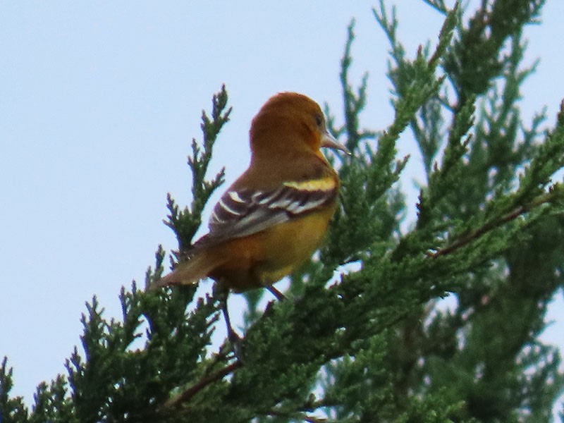 Baltimore Oriole - ML643151992