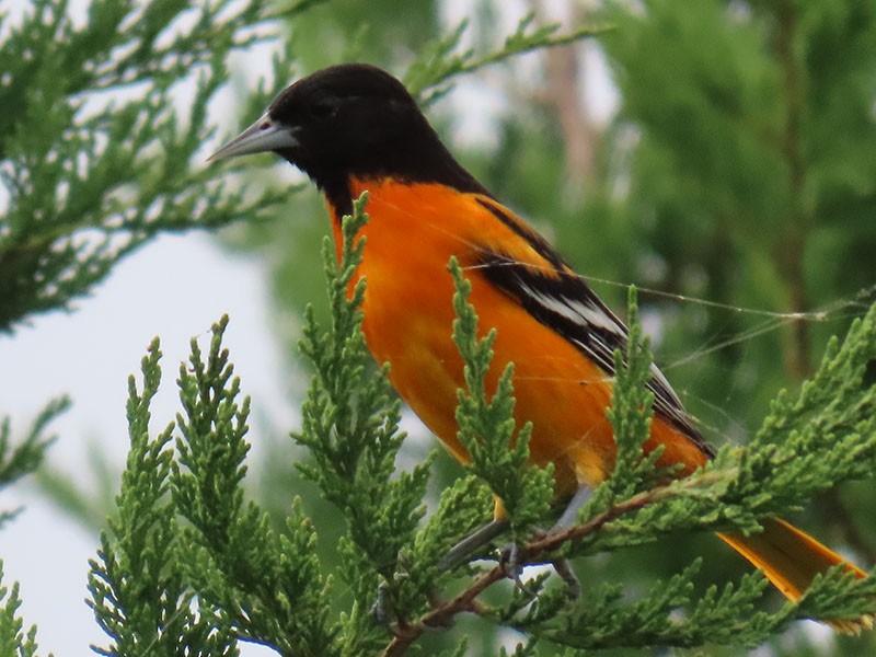 Baltimore Oriole - ML643151993