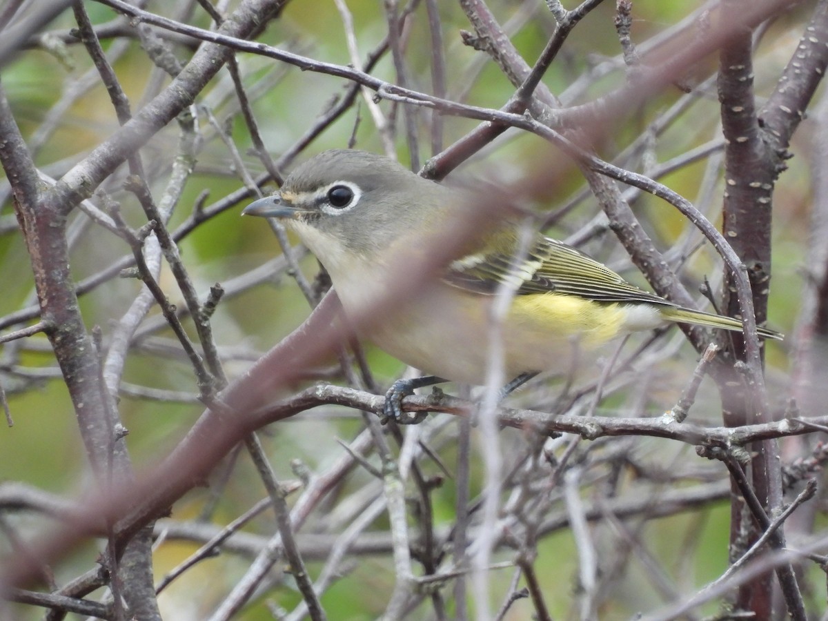 Blue-headed Vireo - ML643151994