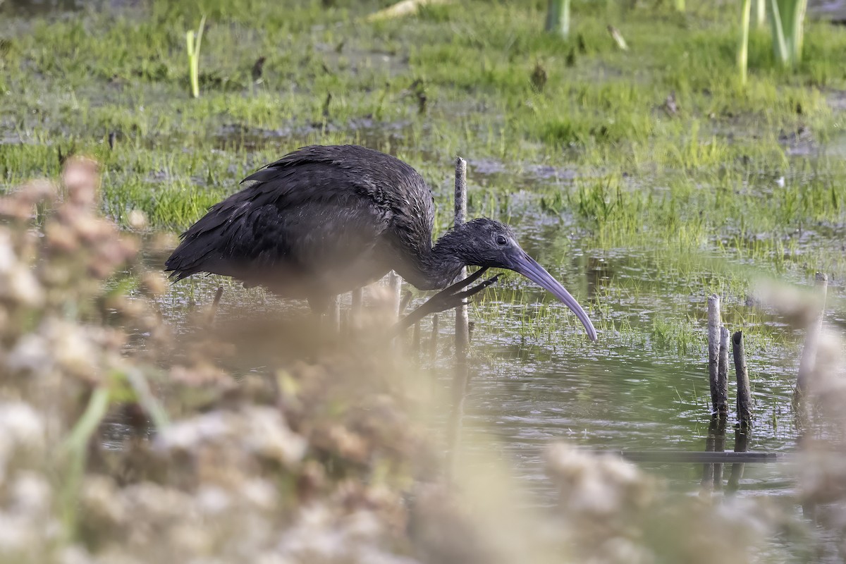 Glossy Ibis - ML643151995