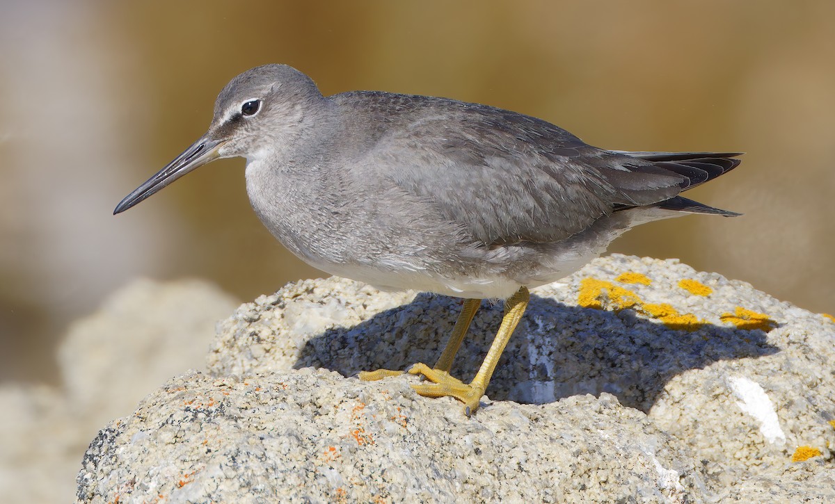 Wandering Tattler - ML643152048