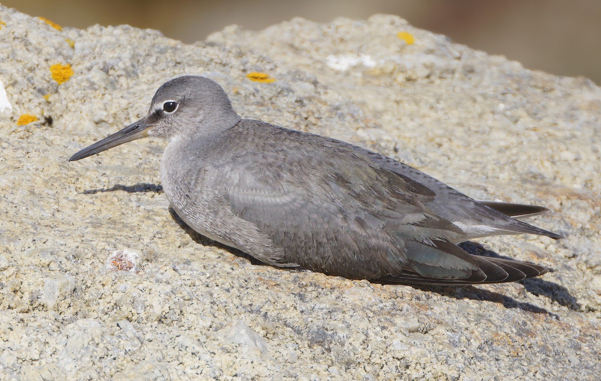 Wandering Tattler - ML643152049