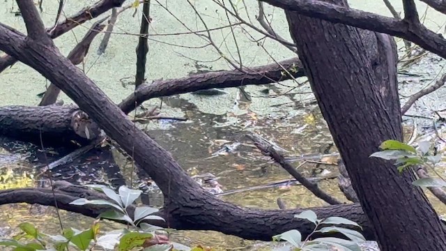 Northern Waterthrush - ML643152050