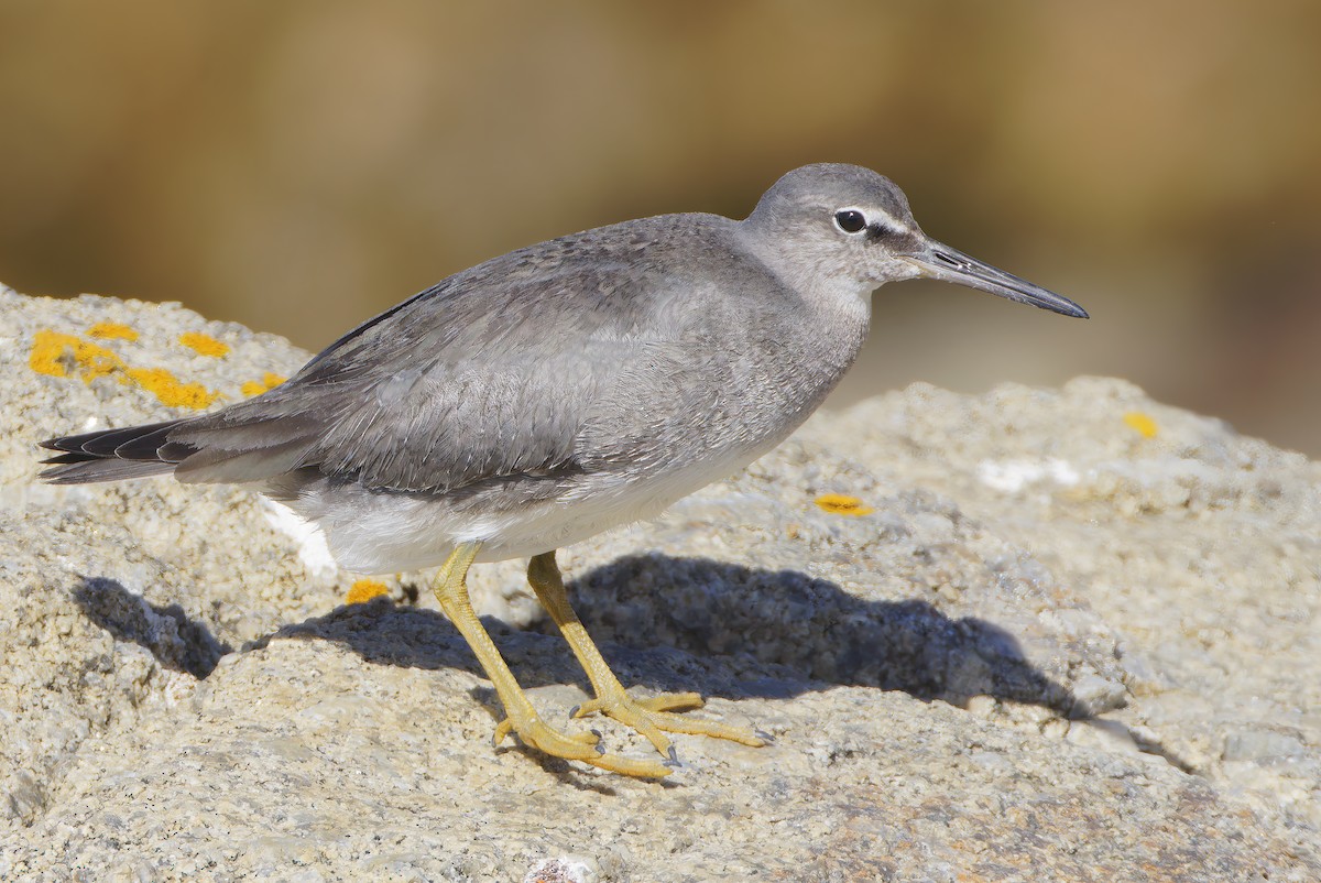 Wandering Tattler - ML643152052