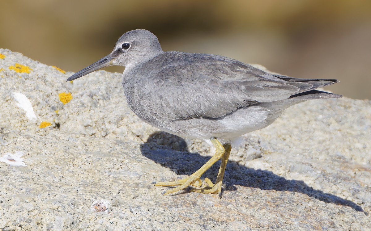 Wandering Tattler - ML643152053