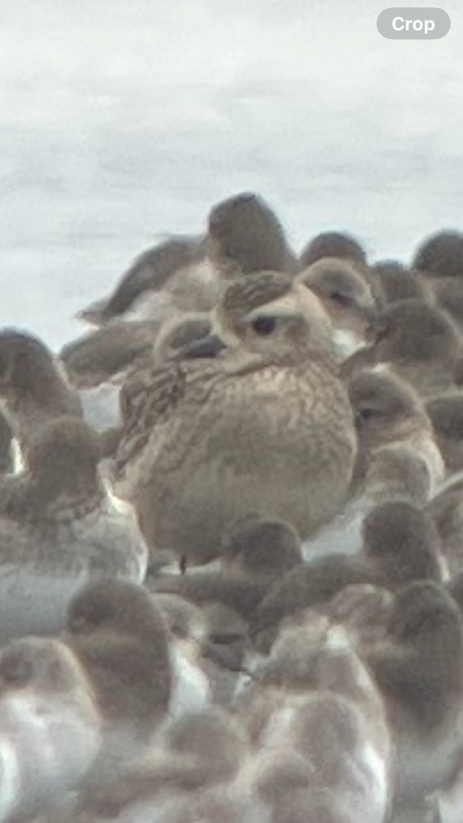 American Golden-Plover - ML643152059