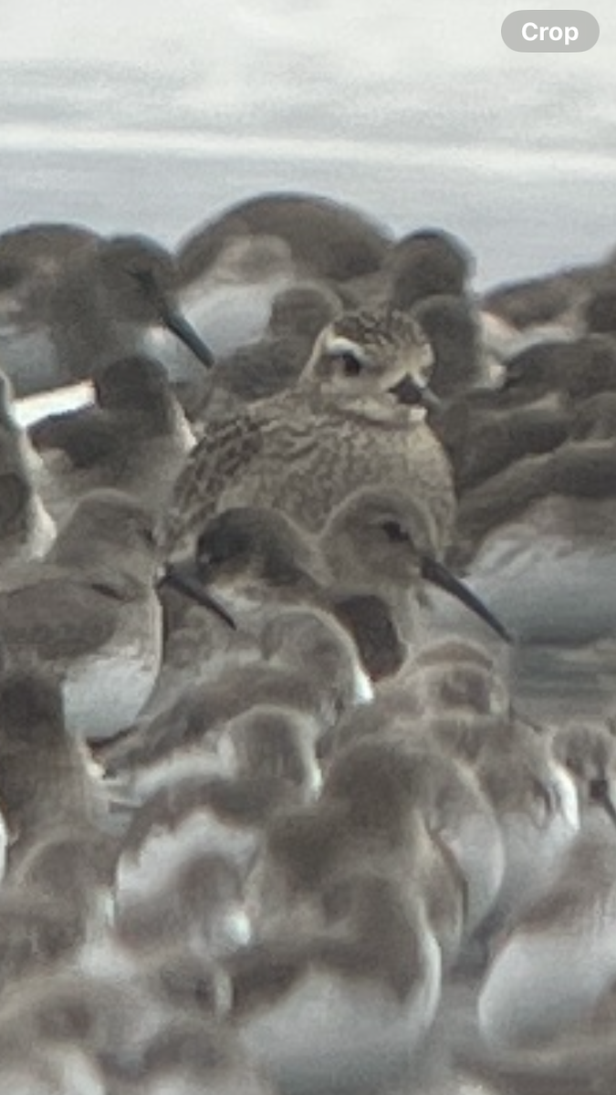 American Golden-Plover - ML643152060