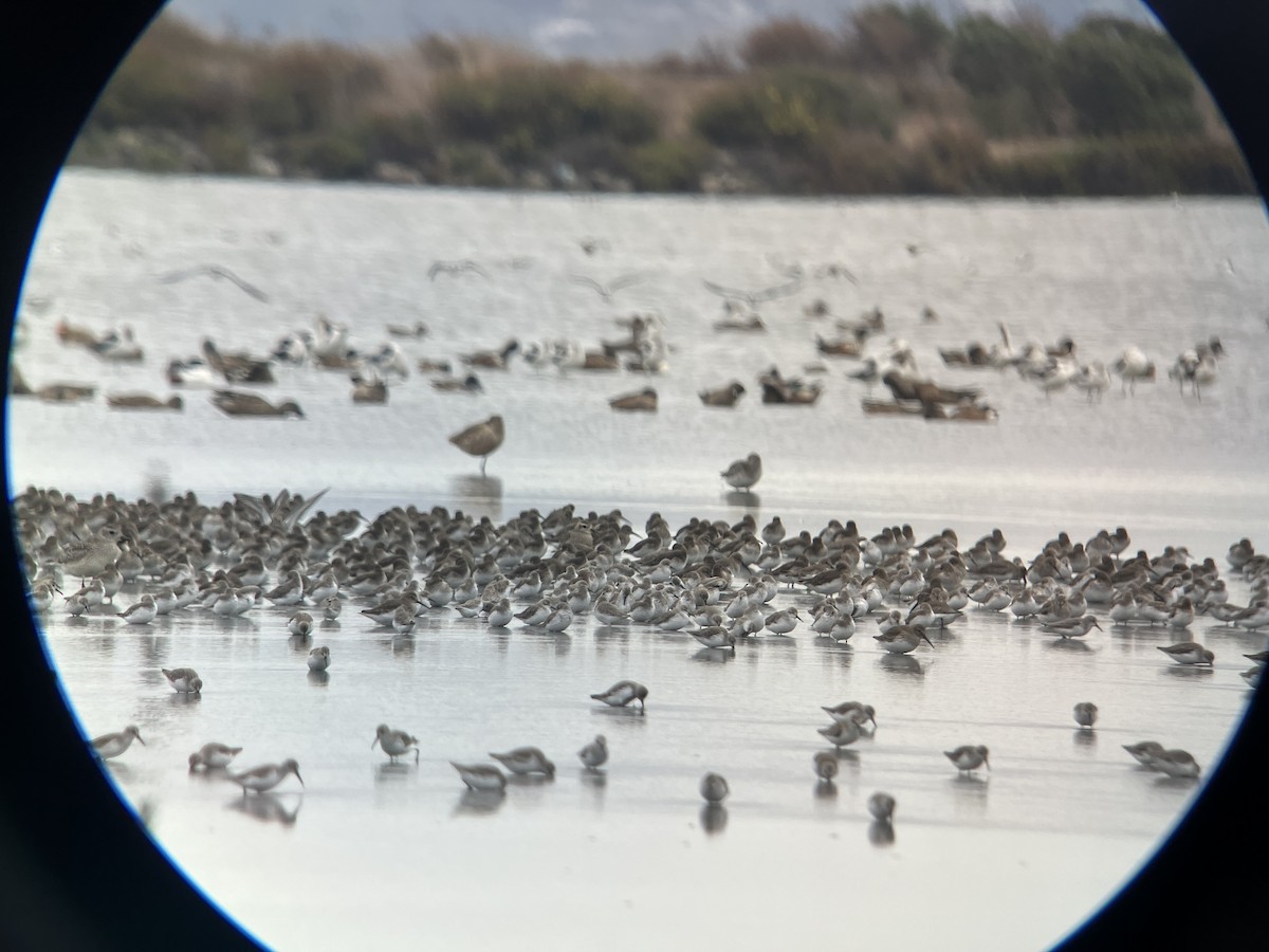 American Golden-Plover - ML643152061