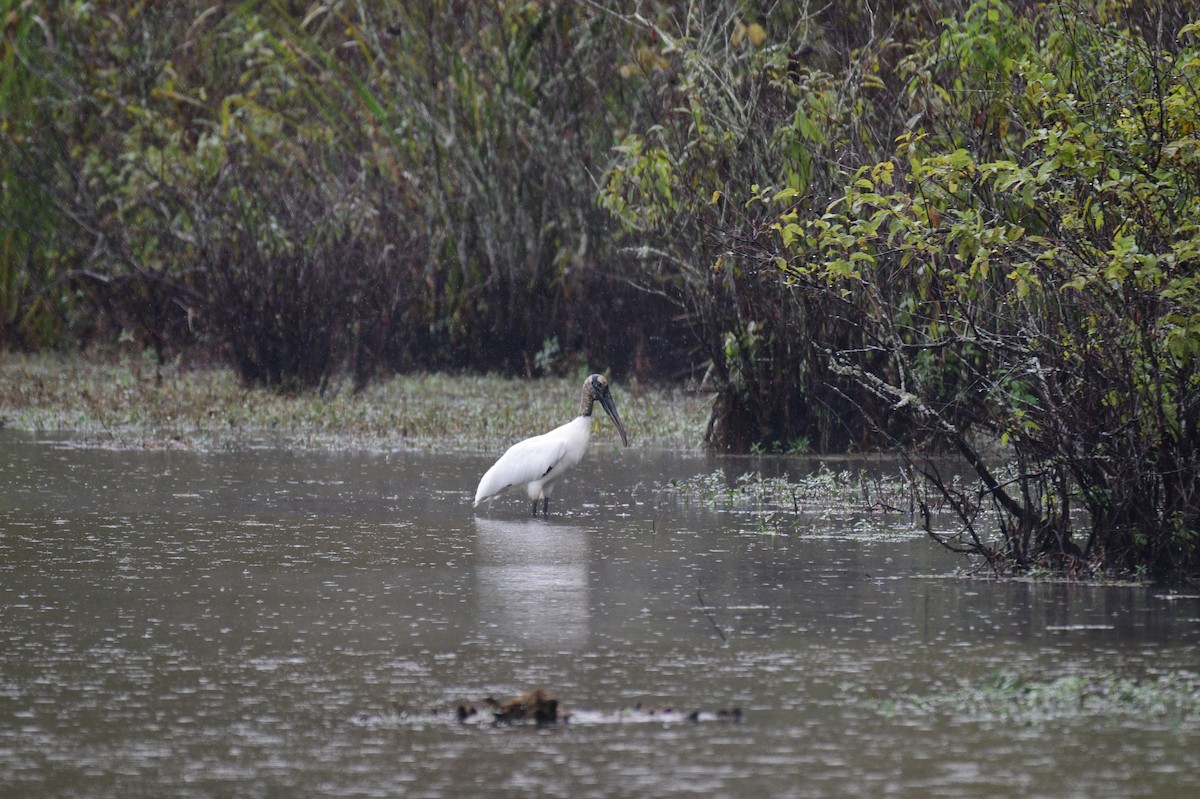 amerikastork - ML643152076