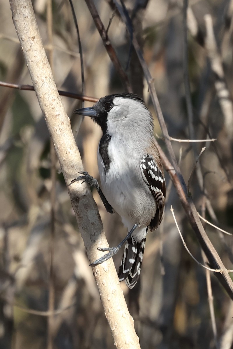 Silvery-cheeked Antshrike - ML643152081