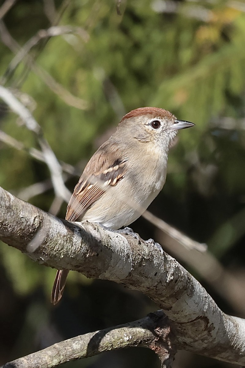 Silvery-cheeked Antshrike - ML643152082