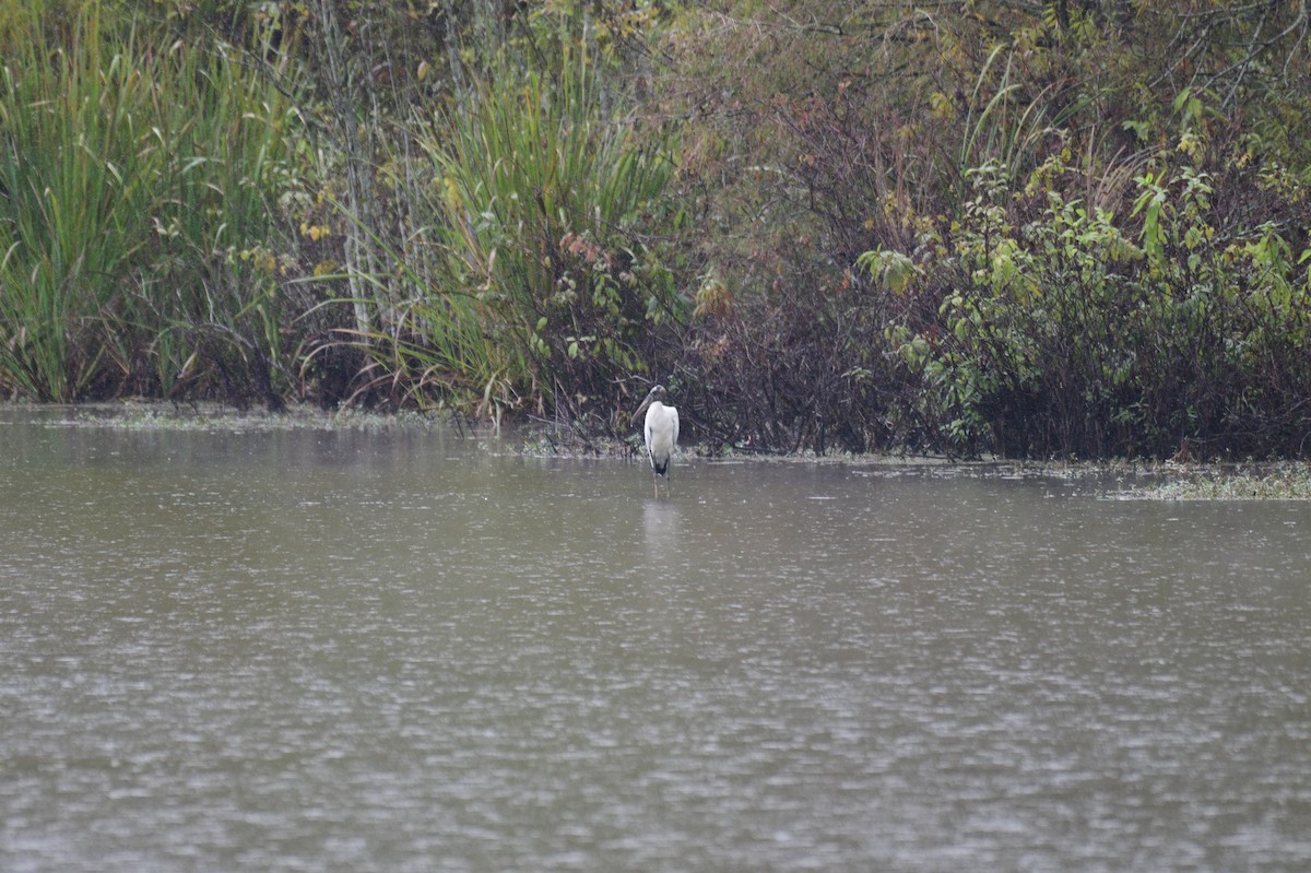 amerikastork - ML643152103