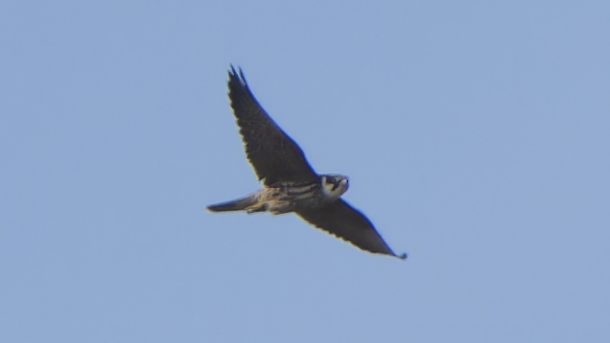 Eurasian Hobby - ML643152130