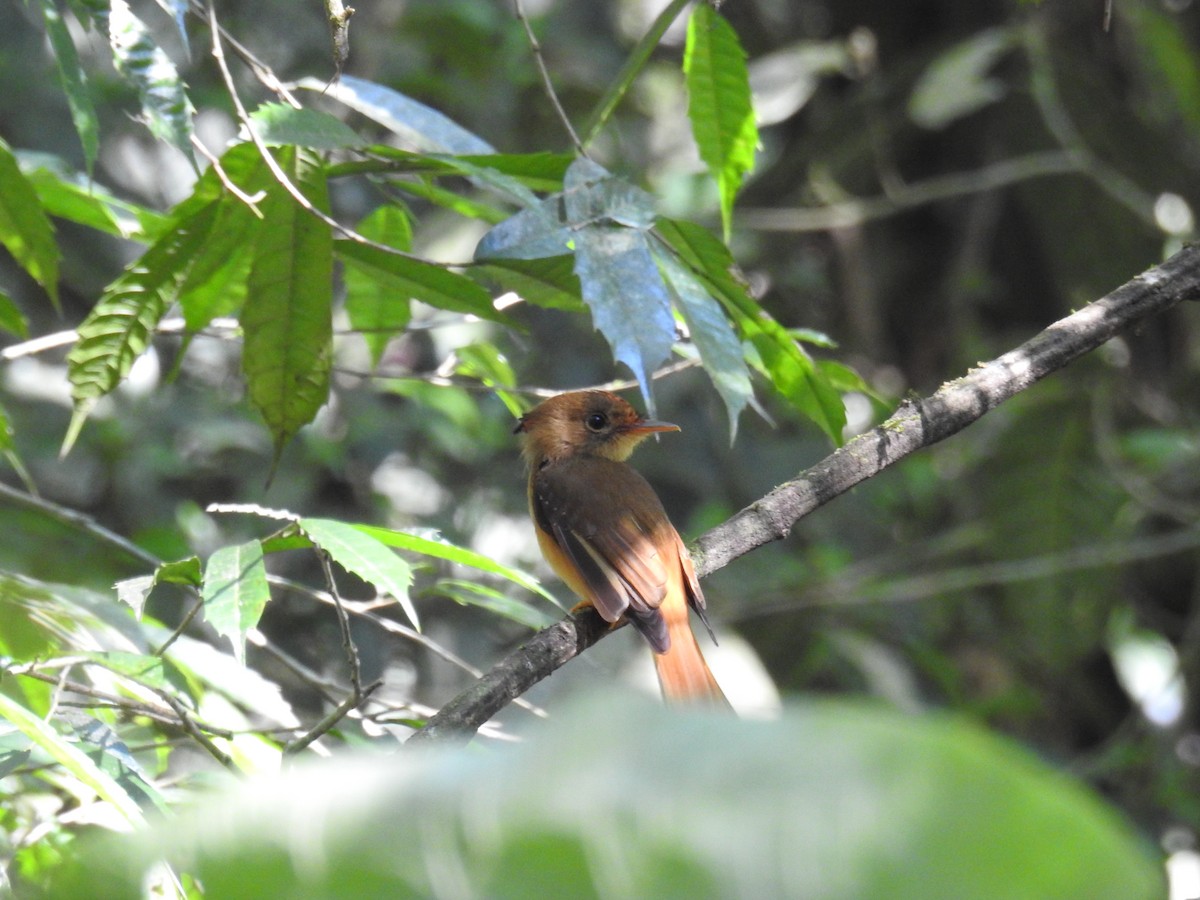 tyranovec atlantický - ML643152150