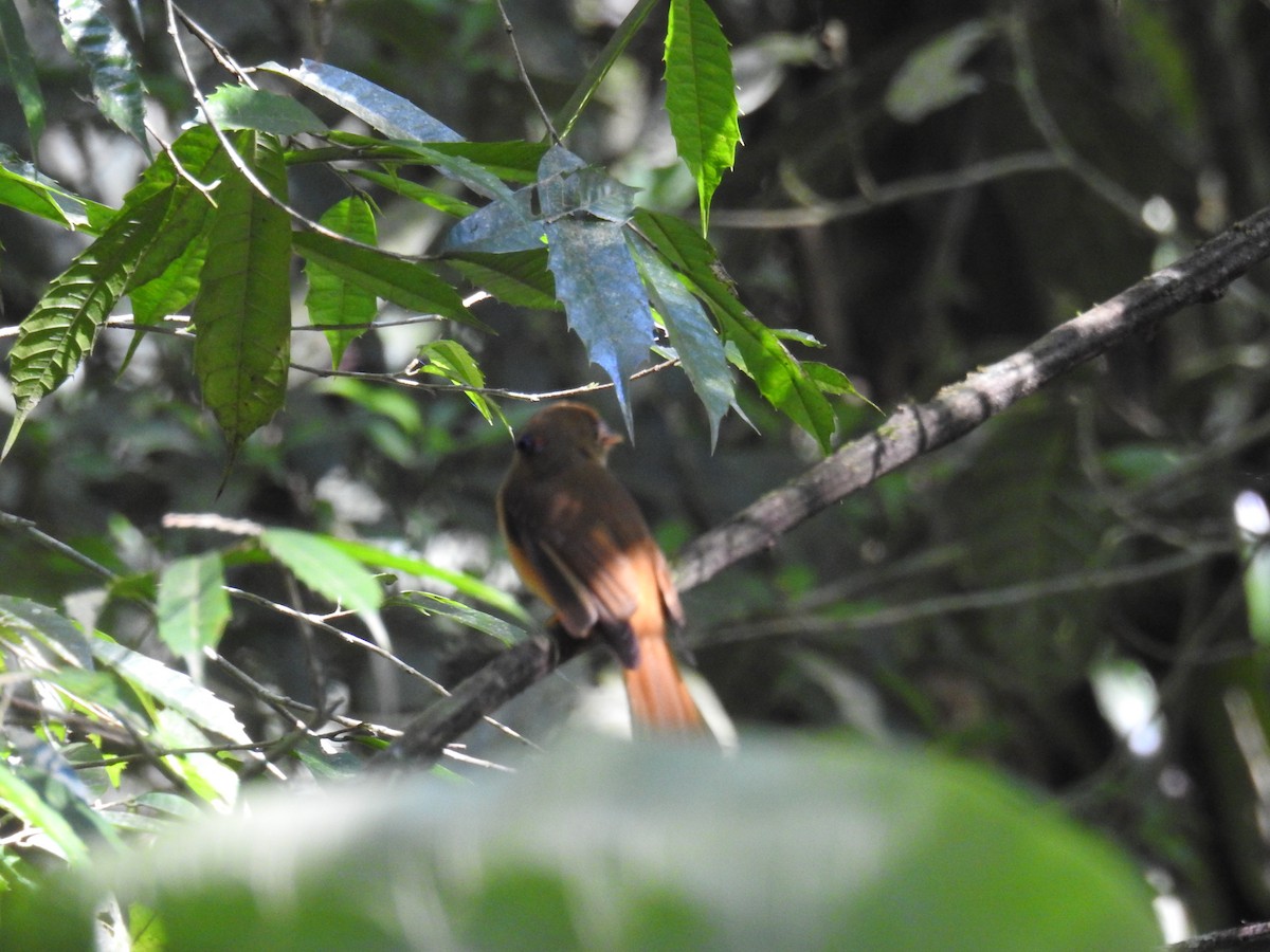 tyranovec atlantický - ML643152151