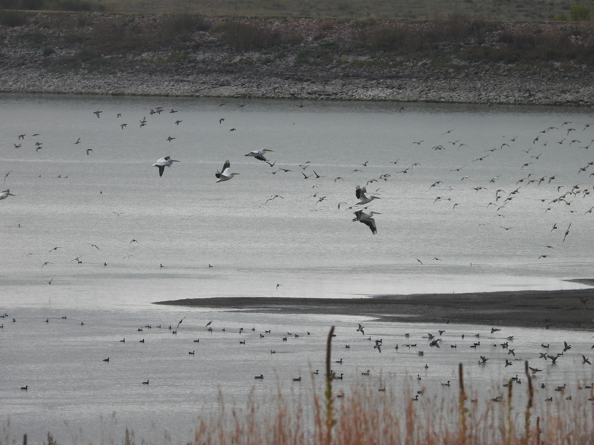 American White Pelican - ML643152181