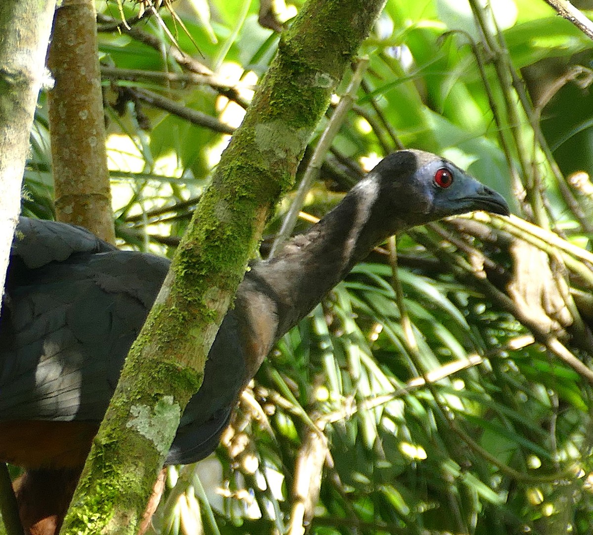 Sickle-winged Guan - ML643152197